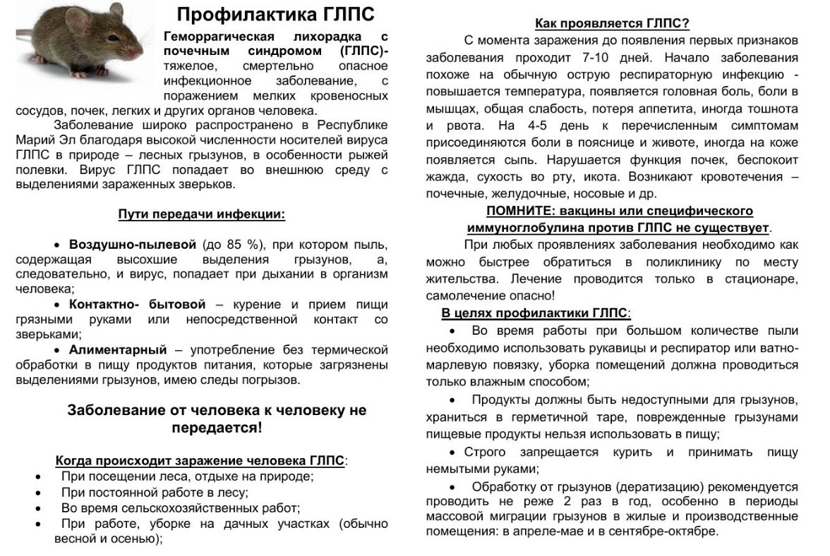 Большие проблемы от маленькой мышки.